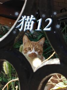 猫12斤算胖吗